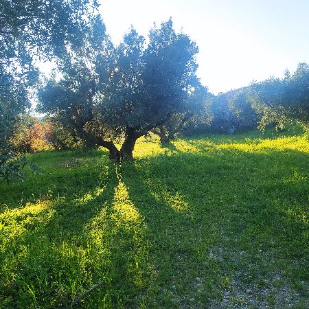 immobile